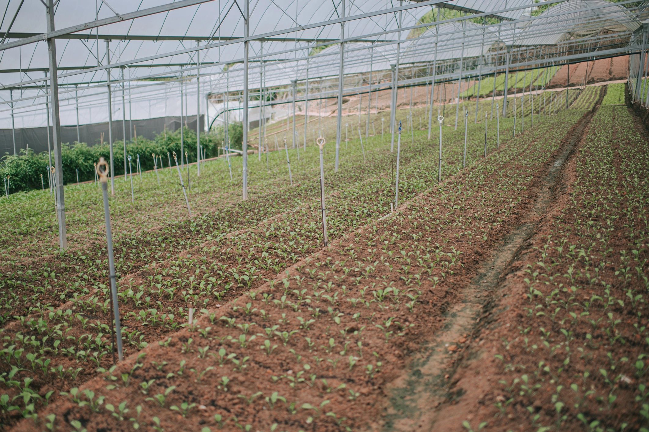 Wide shot of sowing on soil fields in greenhouse