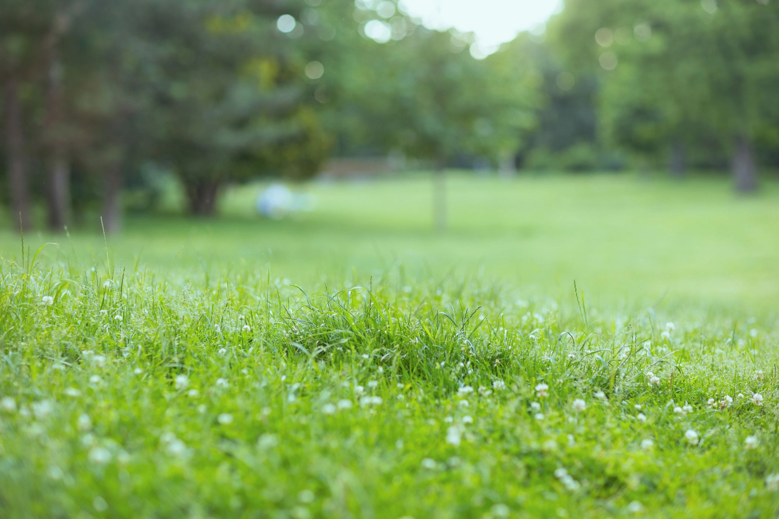 Healthy lawn area in bright daylight