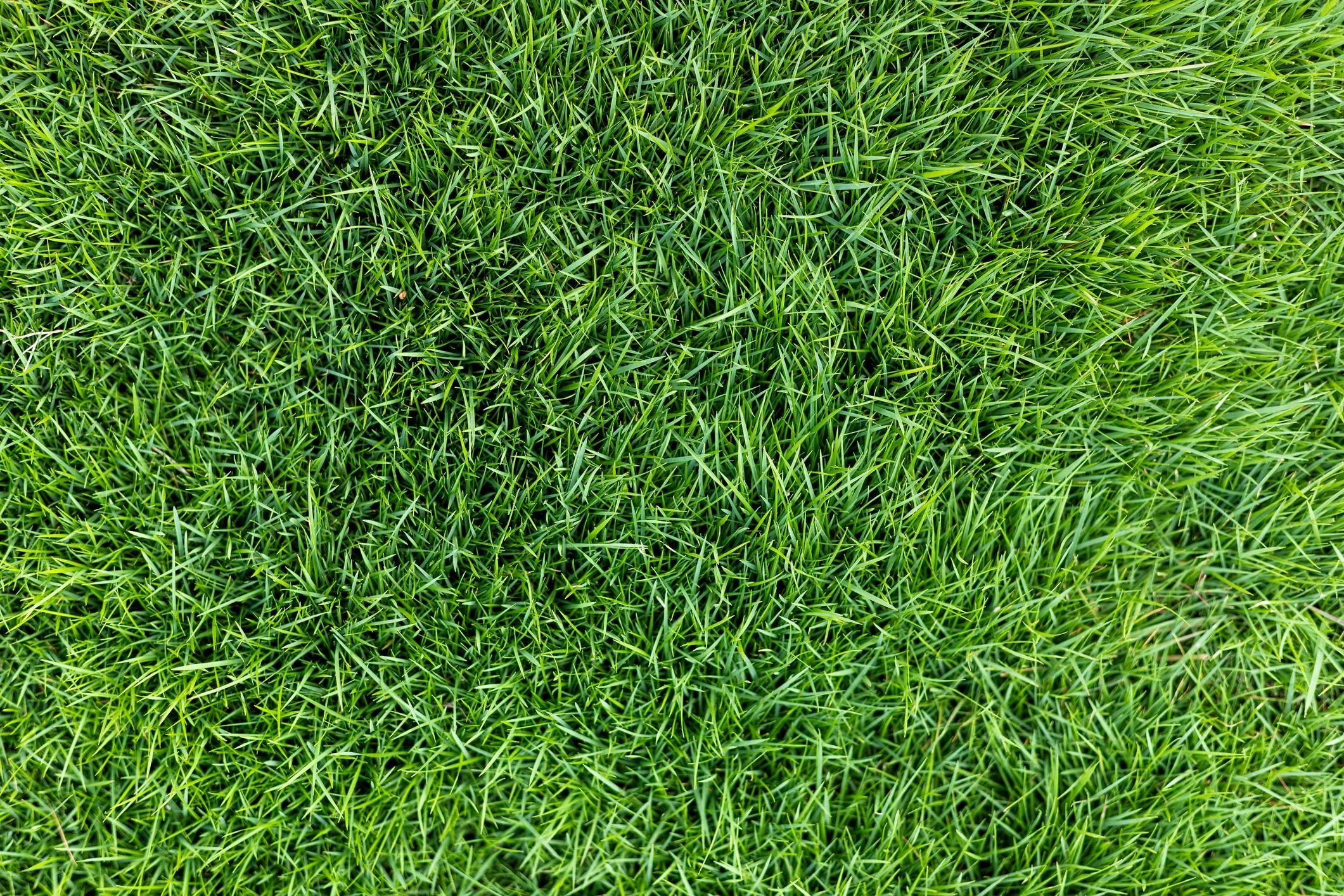 Healthy green grass showing the results of regular lawn maintenance