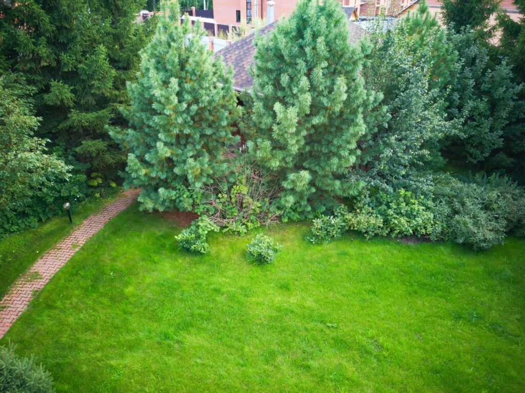 Backyard lawn with pine trees and brick path behind suburban homes, high angle view