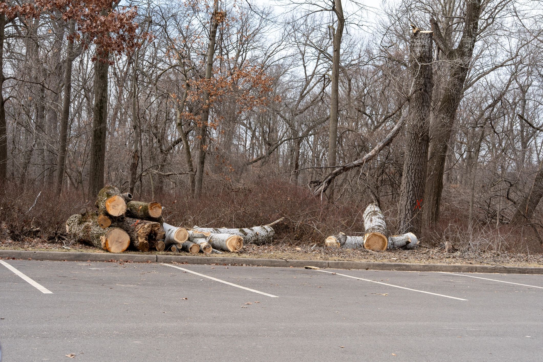 Outdoor property area cleared during cleanup work