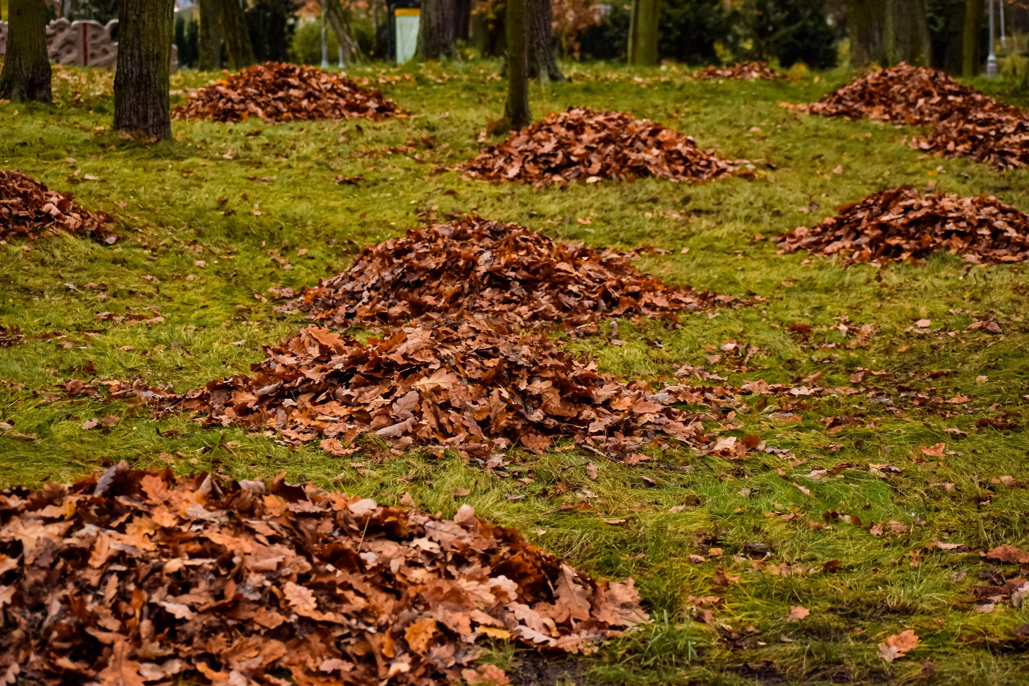 Collected leaves ready for removal from a yard